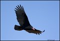 _0SB0455 turkey vulture